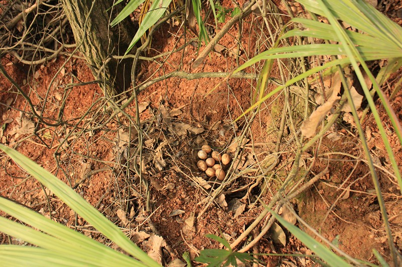 散养100只土鸡下蛋后怎么做不吵,10只散养土鸡下蛋时需要几个窝