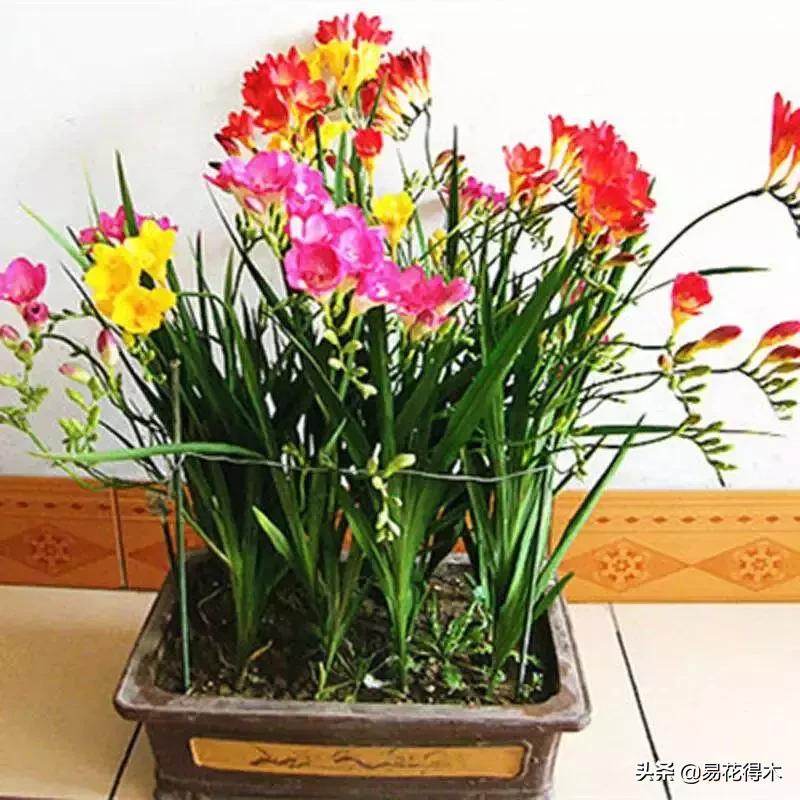 小苍兰前期花苞什么颜色,香雪兰的小苍兰怎么养