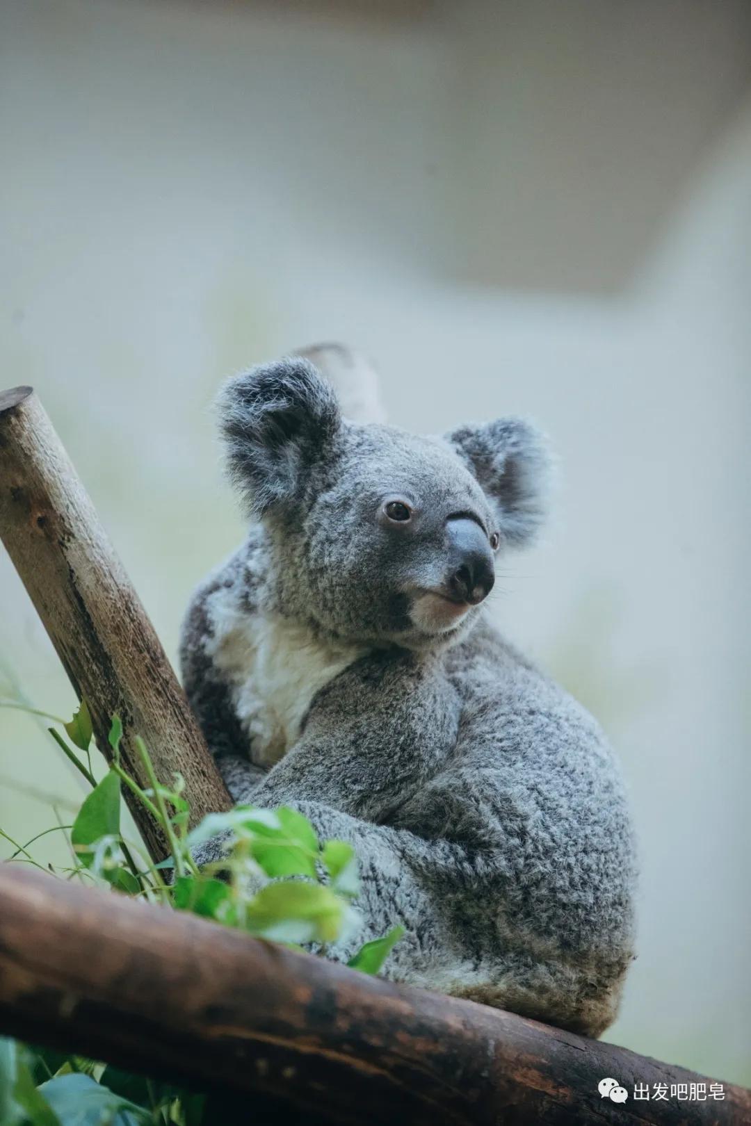 长隆飞鸟乐园怎么去长隆欢乐世界,汉溪长隆地铁站去长隆飞鸟乐园
