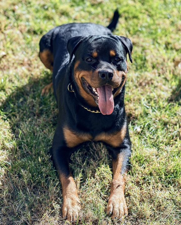 防暴犬,防暴犬都有哪些