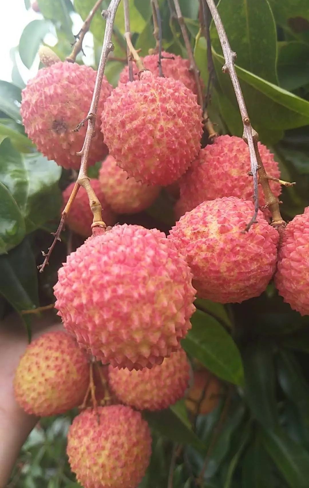茂名荔枝的前世今生，果大肉脆汁多清甜，最好吃的还是桂味荔枝