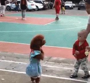 泰迪老是拱屁股怎么回事,泰迪头拱地脚刨地为什么