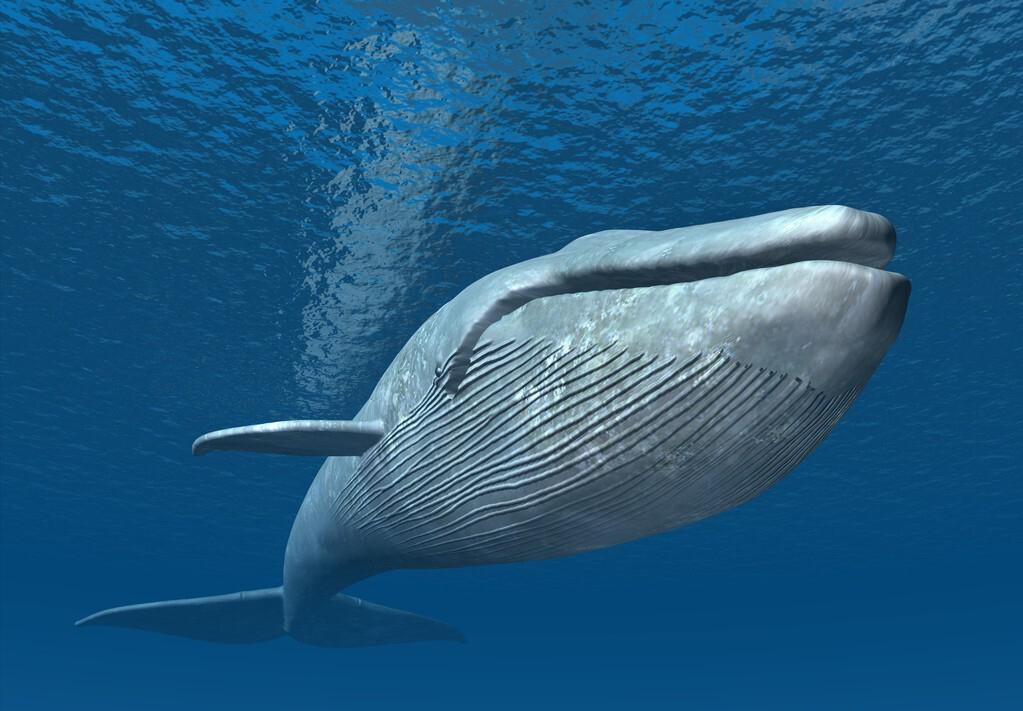 在鲸鱼肚子里是什么感觉,在鲸鱼肚子会经历什么