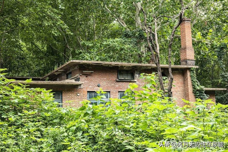 济南一颗梧桐树,济南的法国梧桐