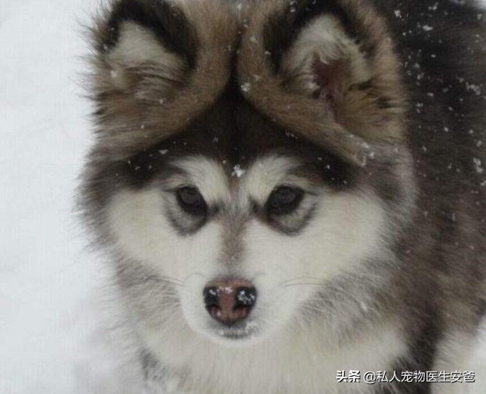 狗狗的鼻子为什么会由黑变白呢,安爸教你为什么狗狗身上会有黑斑