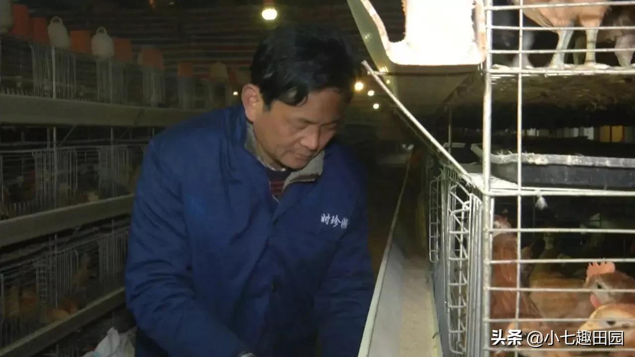 小伙用半亩地养鸡年收入40万,树林养鸡一年可以挣多少钱