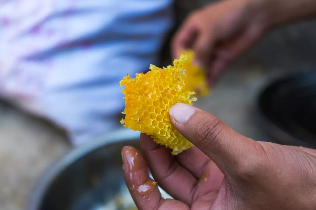 土蜂蜜取蜜全过程,土蜂蜜正确取蜜方法