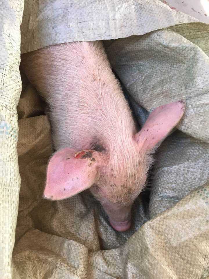 春季口蹄疫高发,羊口蹄疫必须春季打吗