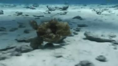 章鱼为什么有这么多怪异的身体,章鱼会两条腿走路