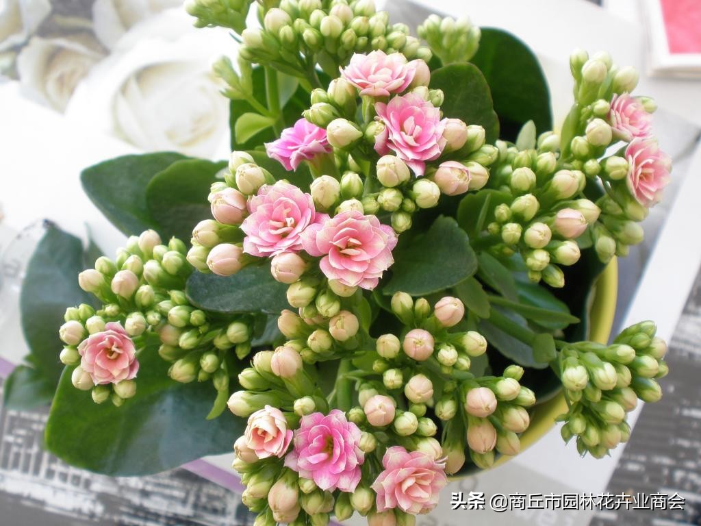 花卉绿叶萎蔫是啥原因如何救,花卉枯萎了如何补救