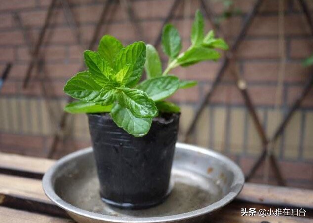薄荷枝横着种,薄荷一棵能种成一盆吗