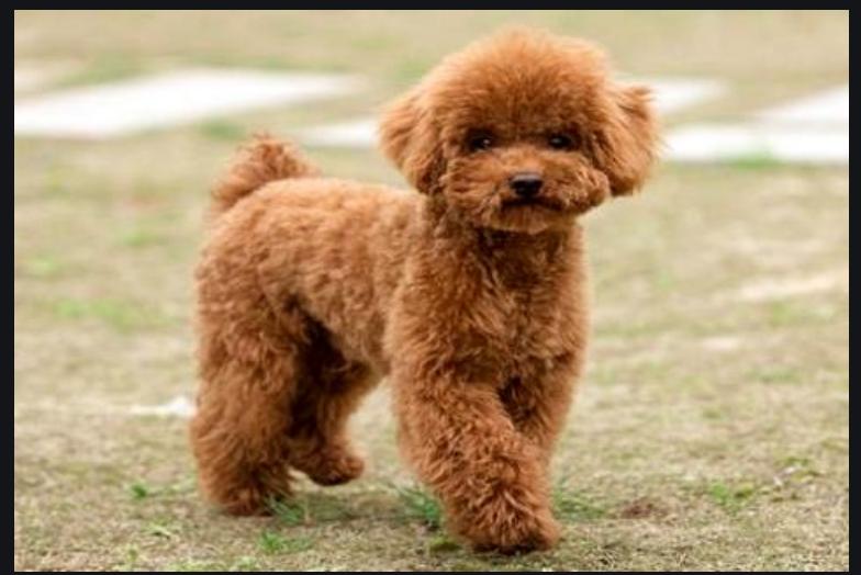 泰迪狗狗拉的便便很臭,泰迪拉黑色便便是怎么回事