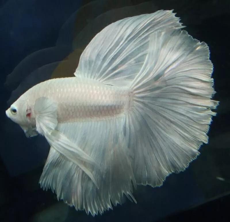 斗鱼需要加盖子吗,斗鱼饲养方法和注意事项