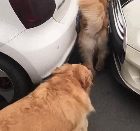 新手养狗养金毛,养狗我劝你不要选雪纳瑞英文