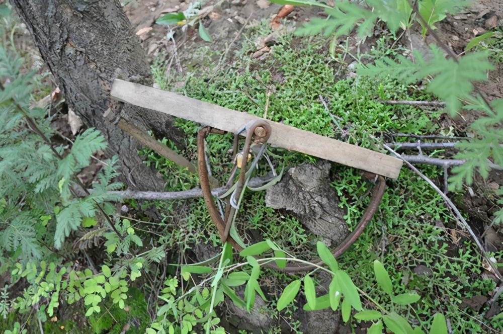 150只野兔被抓,3只野兔被抓