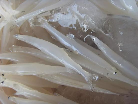 路亚鱼种类大全,长江鱼种类大全图片