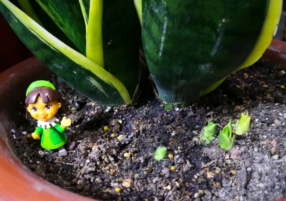 如何让虎皮兰生侧芽,如何让虎皮兰冒侧芽