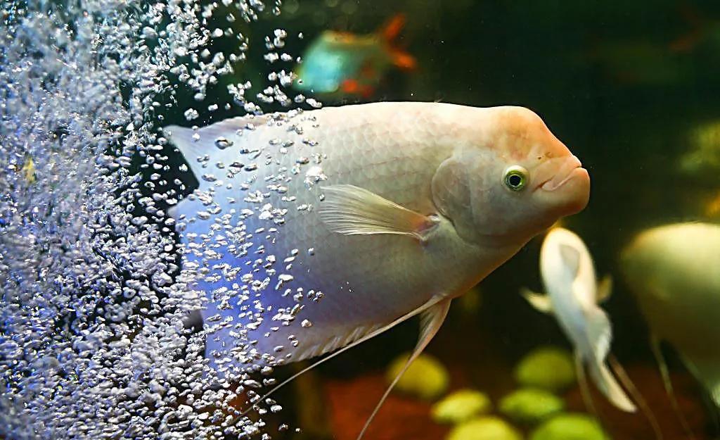 澶т笣瓒抽矆鍜屾嫑璐㈤奔,涓濊冻椴堟嫑璐㈤奔