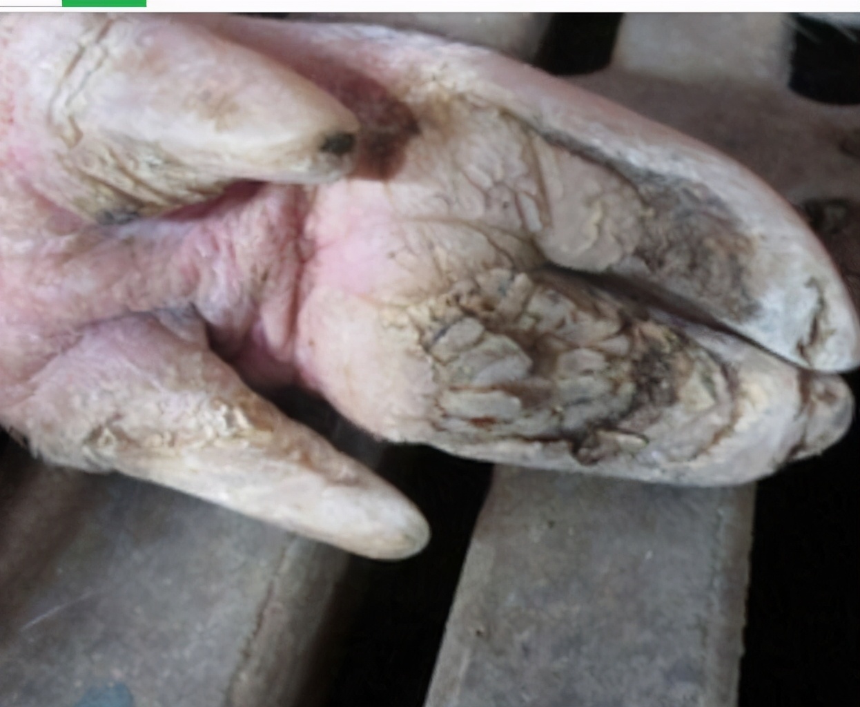 养猪猪脚病了怎么办,如何预防猪场小猪烂蹄