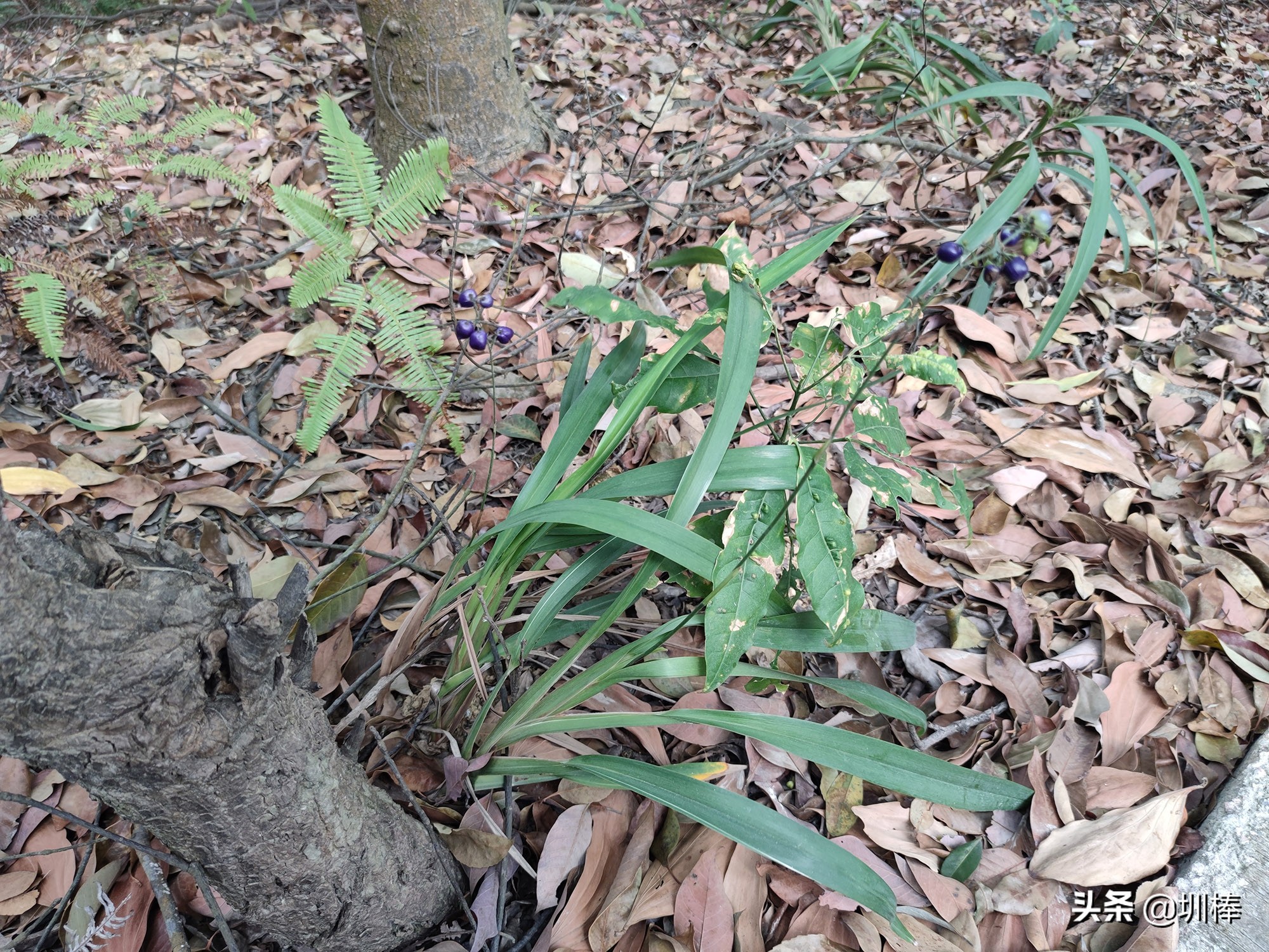 爬深圳梧桐山原视频,深圳鼓嶂岭