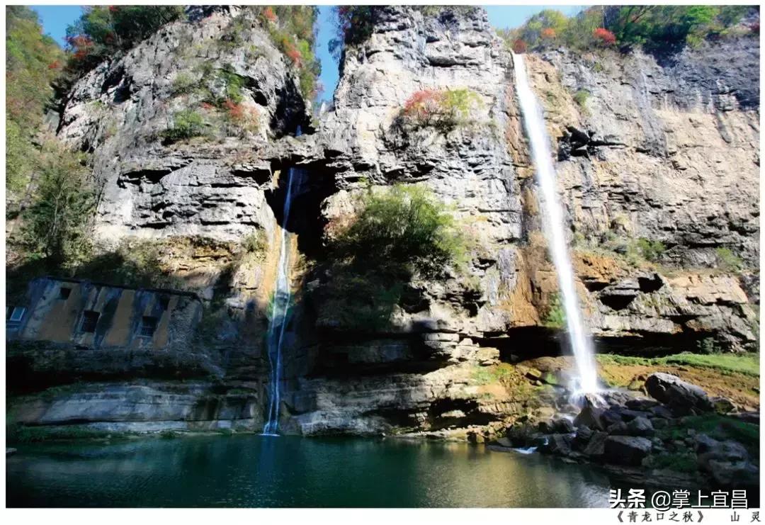 松子榛子,榛子东北榛子