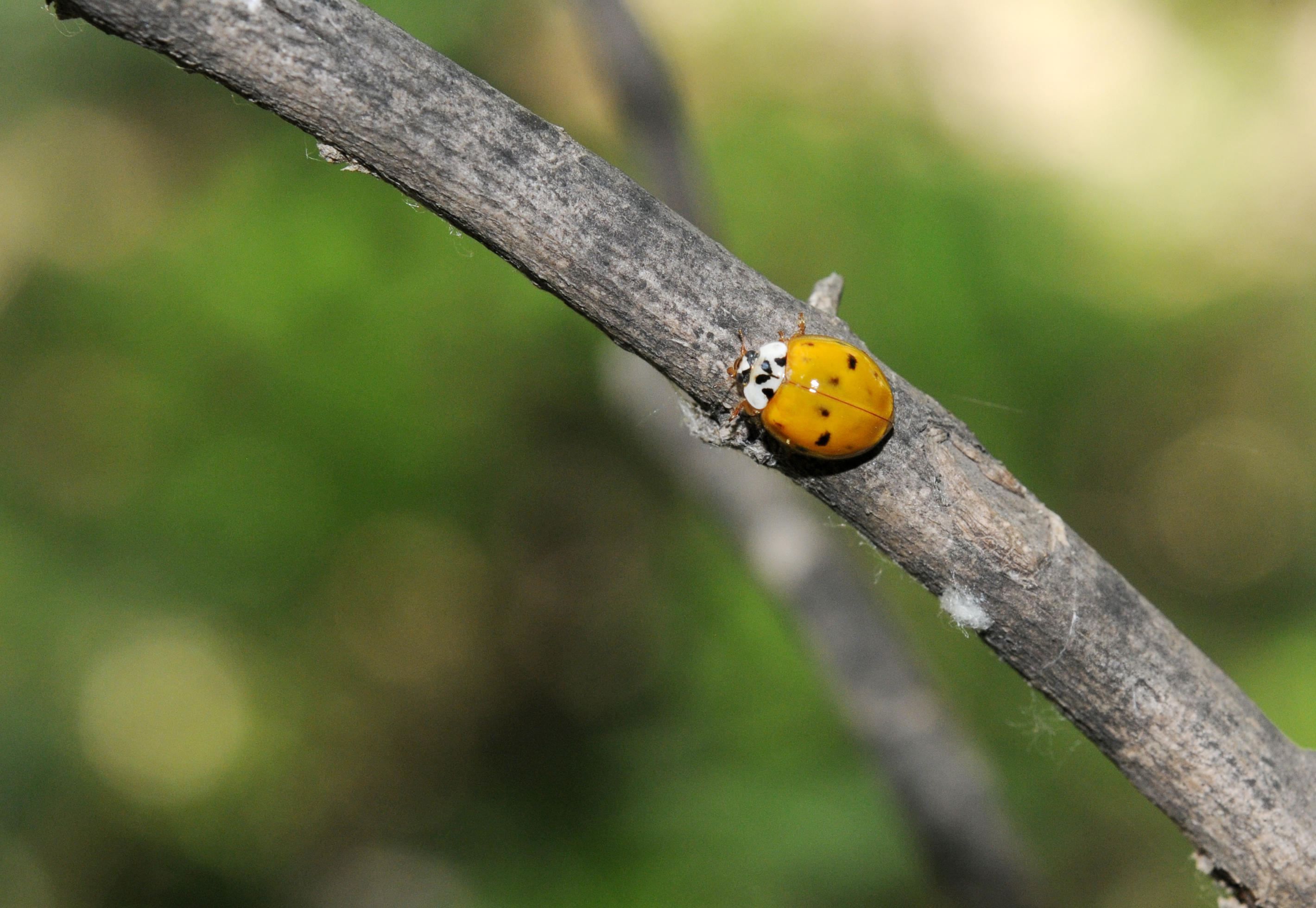异色瓢虫和四星瓢虫,异色瓢虫与瓢虫的区别