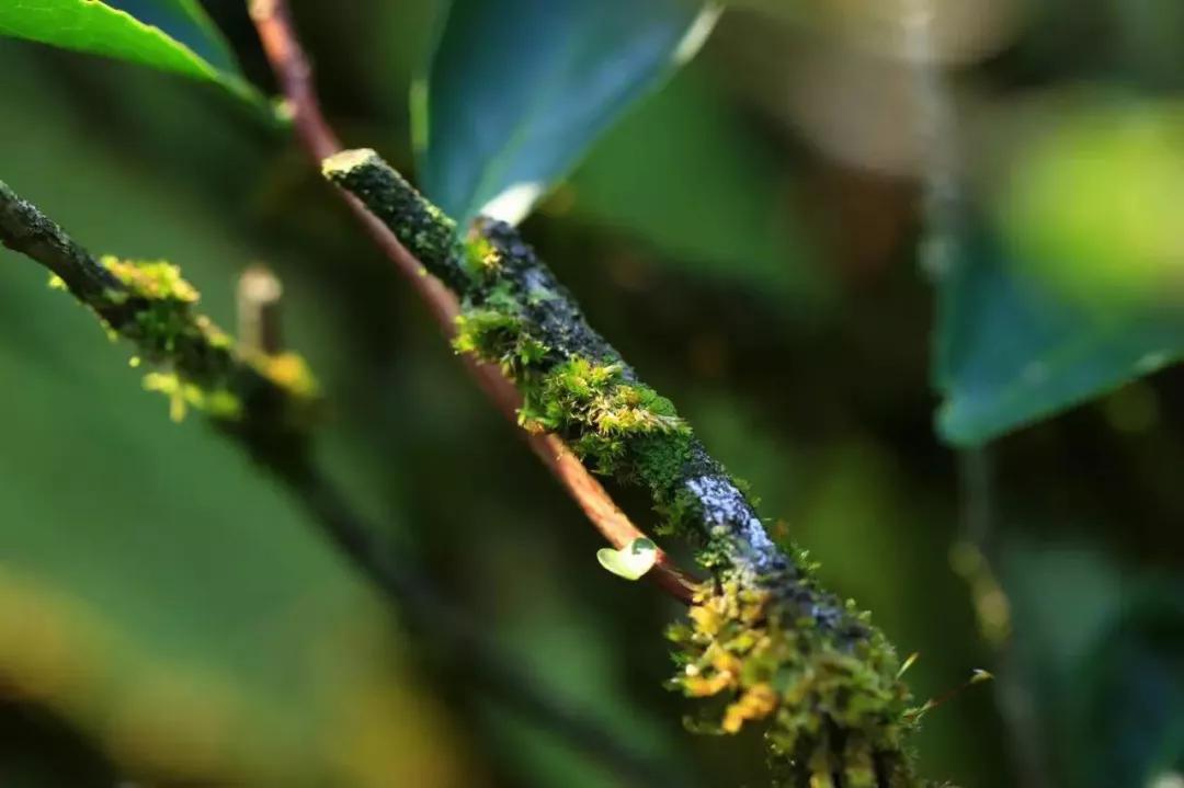 美好的生活从一杯雅致茶开始,最好的生活方式就是这样简单