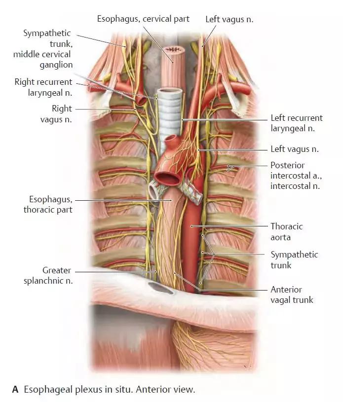 食管动脉血供来源,食管淋巴引流区