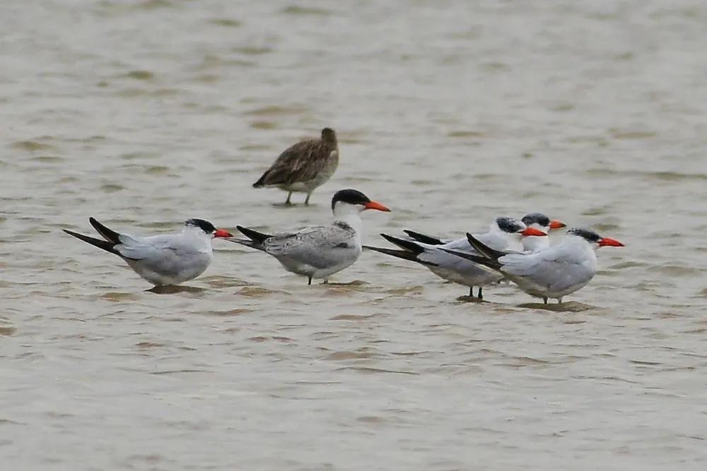 青岛国家海洋公园免费,海洋公园青岛最新