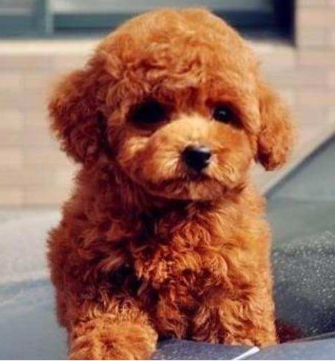 喜欢泰迪的你，在为爱犬挑选狗粮时，要掌握这些要点