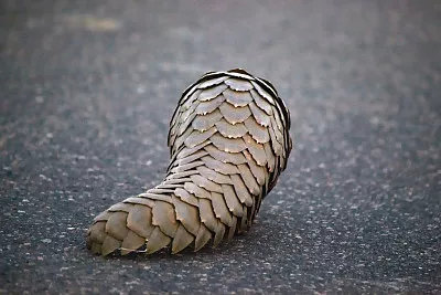 非法收购、出售穿山甲!21人将走上被告席|今晚九点半