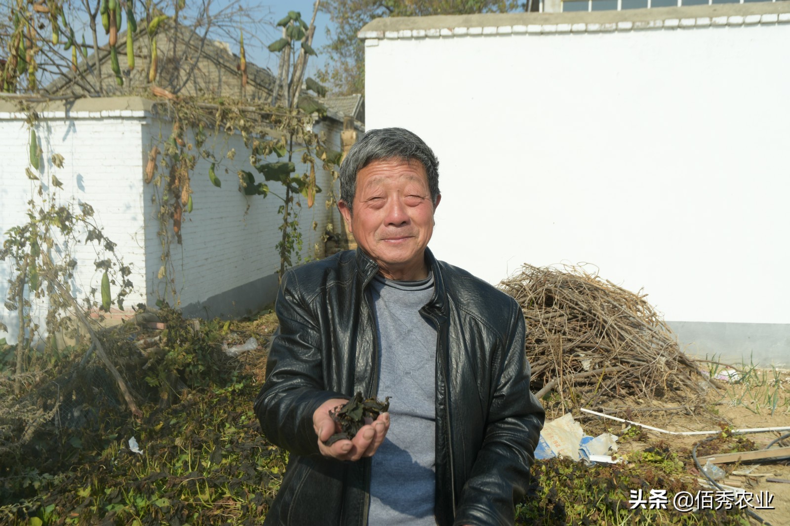 霜打过的菜为啥是甜的,霜打的蔬菜为什么会甜