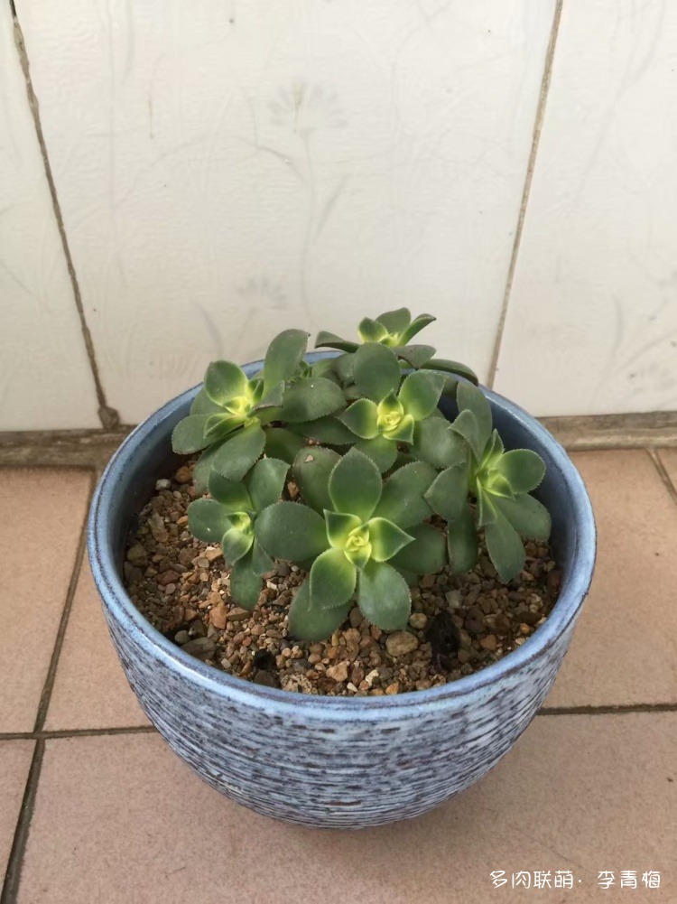 瞧,那个钟情艳日辉的人