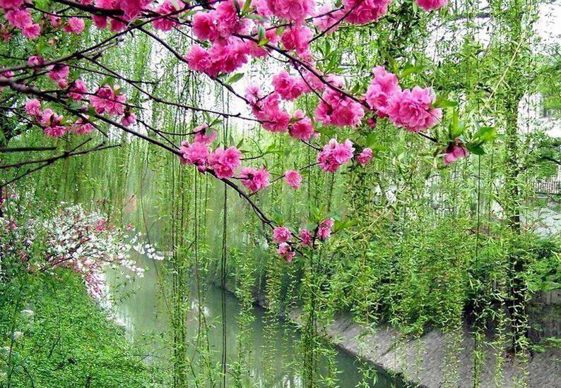 古诗大全咏柳曾巩,咏柳古诗讲解曾巩