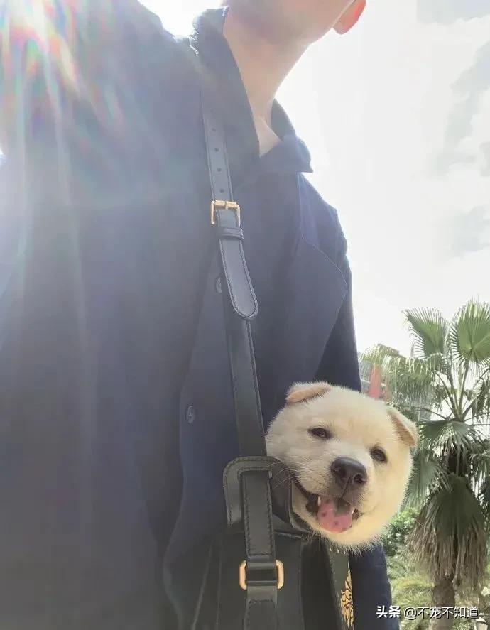 中华田园犬小时候的可爱图片,中华田园犬颜值天花板小奶狗