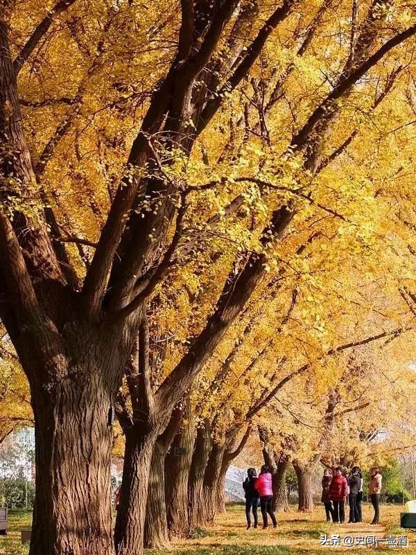 江苏邳州市银杏之乡,银杏之乡江苏泰兴