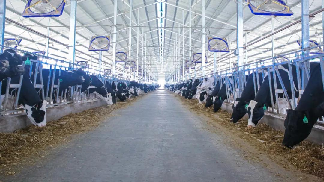 5000头奶牛养殖项目,5000头奶牛场建设