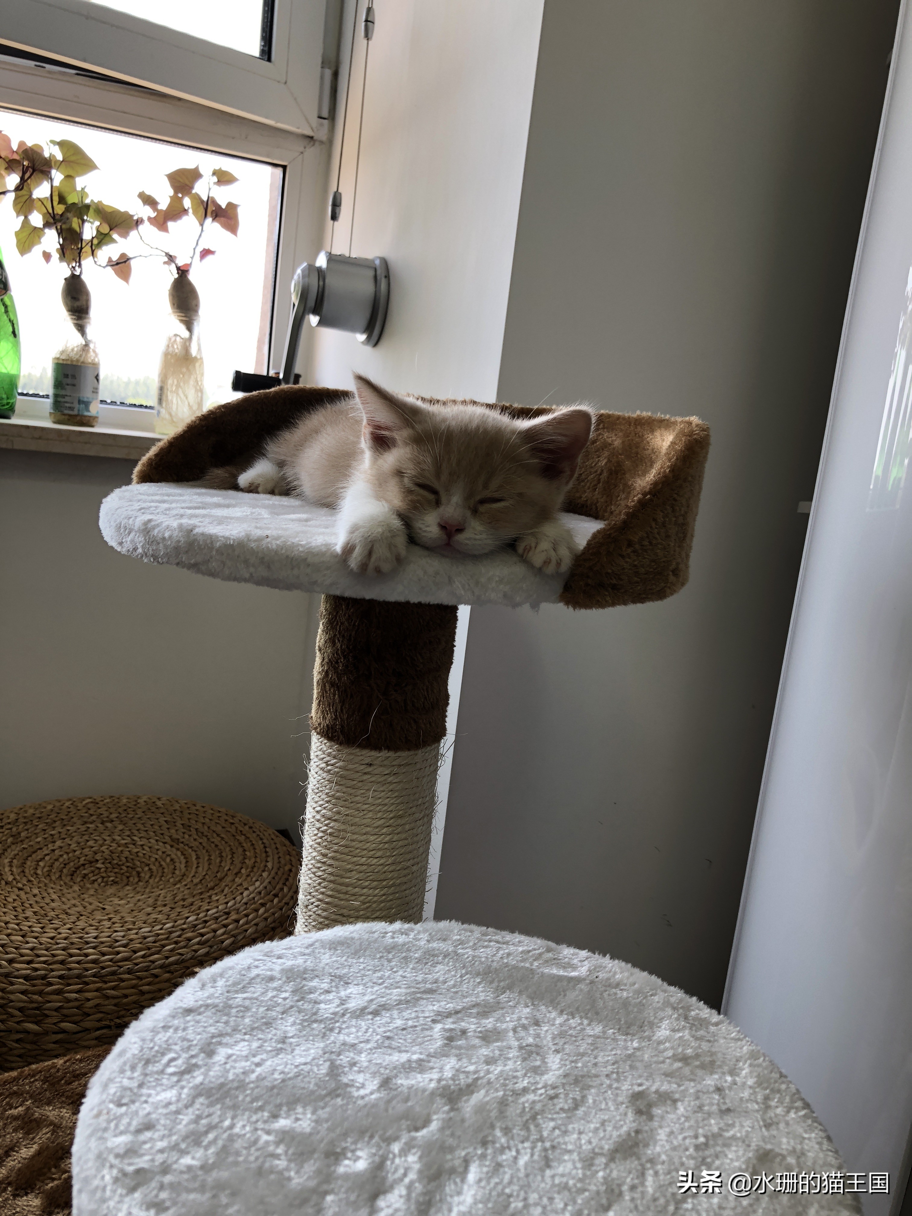 乔迁之喜带猫咪寓意,猫咪换家会出现什么情况