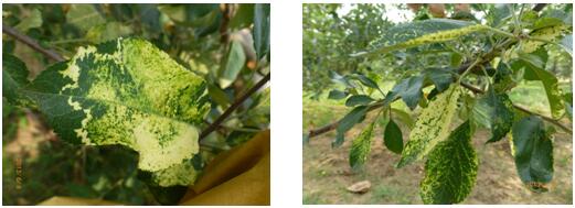 苹果树叶上的黄斑点是什么病害,苹果叶有斑点怎么回事