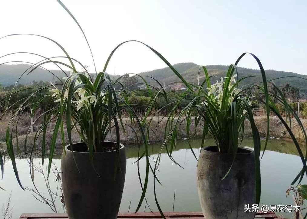 大雪素莲瓣兰和剑阳蝶多少钱一苗,莲瓣兰大雪素和老种大雪素的区别