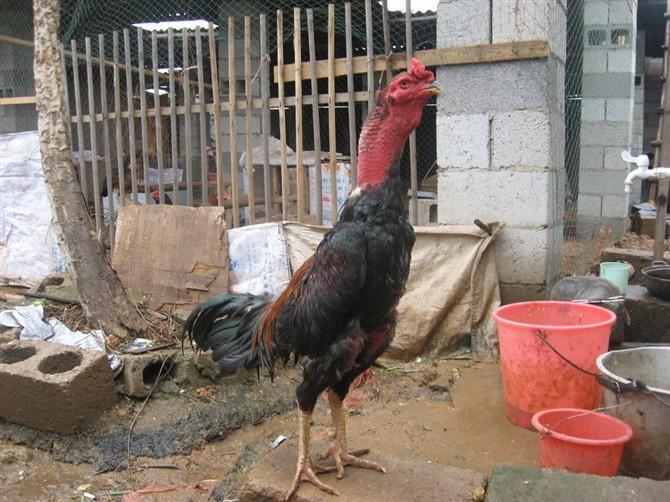 斗鸡饲养技术视频教程,斗鸡饲养视频完整版