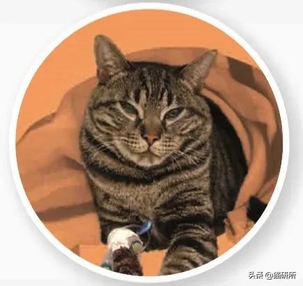 怎样才能看出猫咪对你放下警惕了,怎样发现猫咪的症状