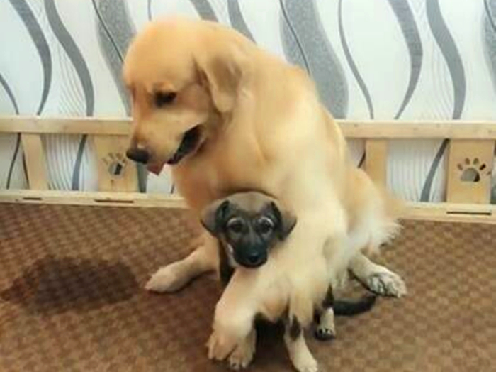 绝育猫咪乱尿的原因和处理方法,绝育之后还是乱尿怎么办