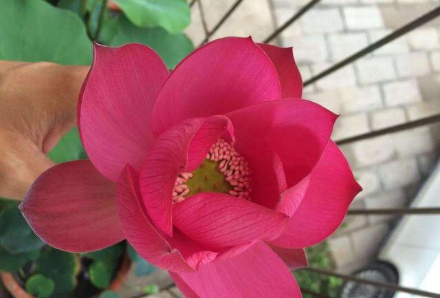 家里如何养观赏荷花教程视频,家庭盆栽荷花怎么养活