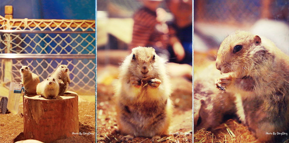 迪士尼能走多远,迪士尼乐园有多远