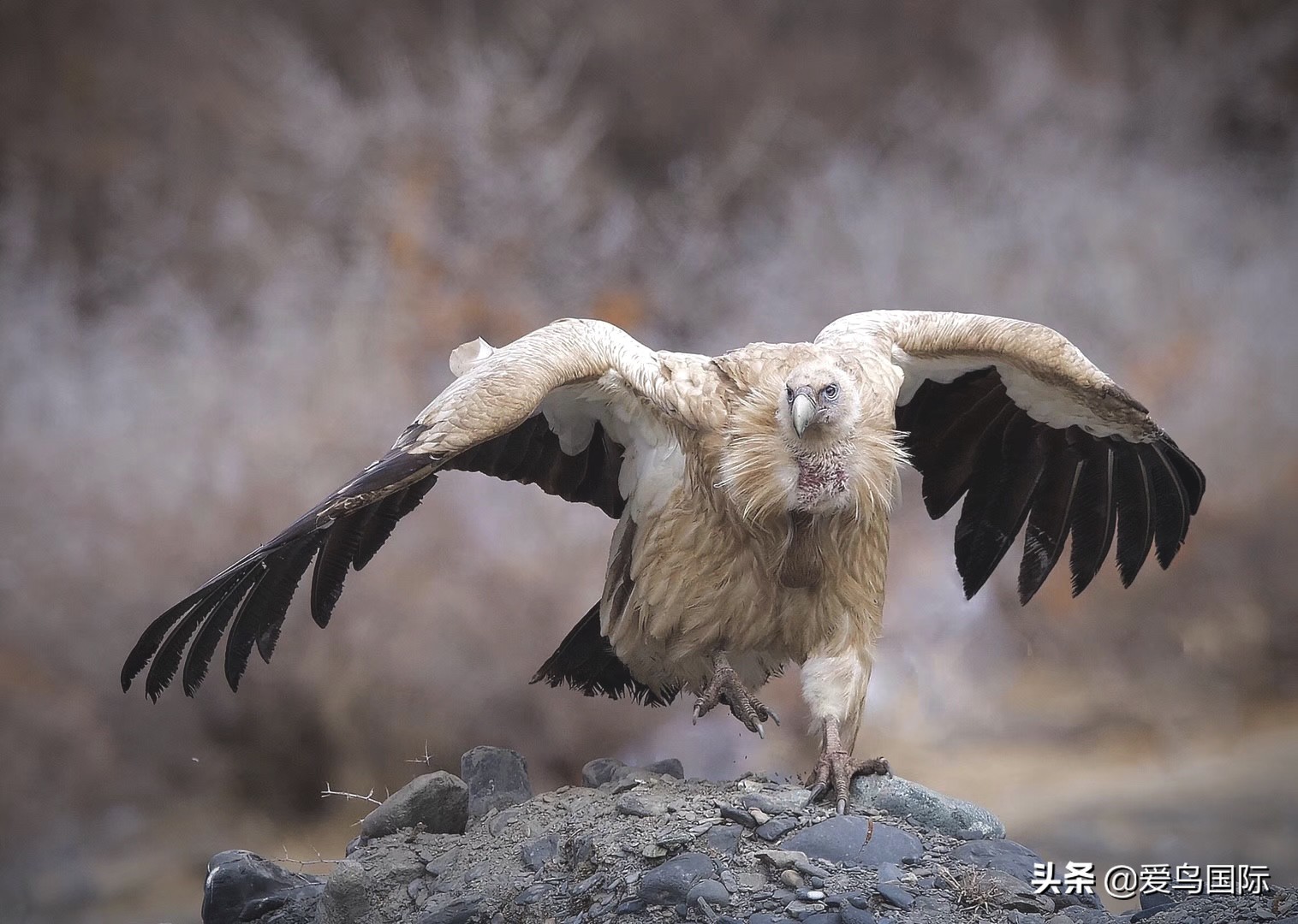 鸟类最好看的照片,100张绝美鸟类图片