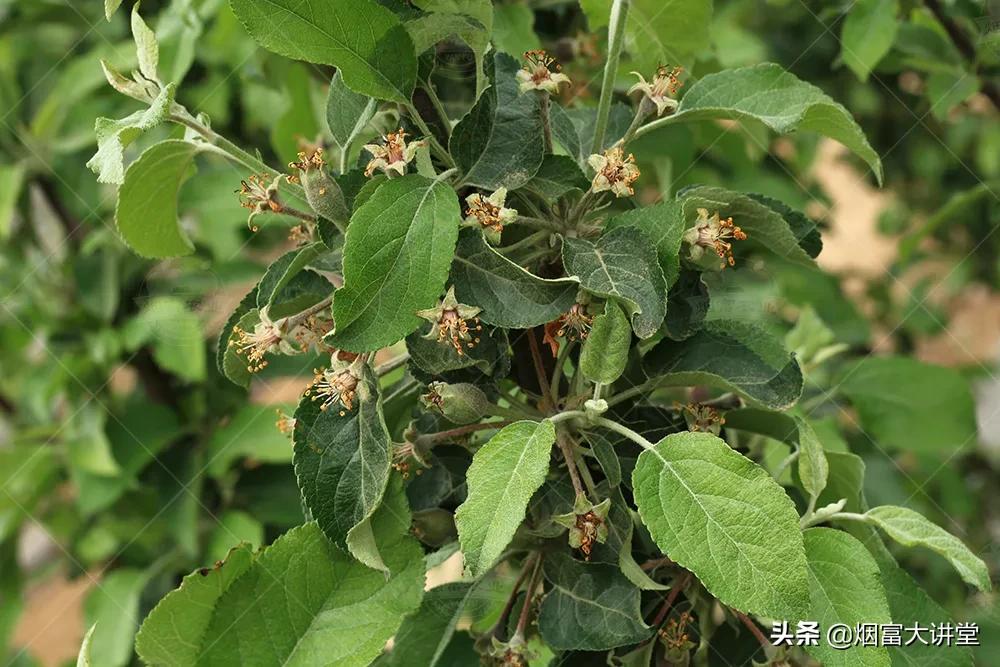 怎么增加树的叶绿素,叶绿素对树的作用