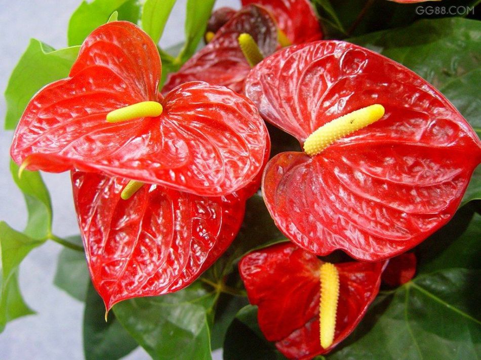 红掌如何养护才能开花,红掌怎样管理才可以开花多