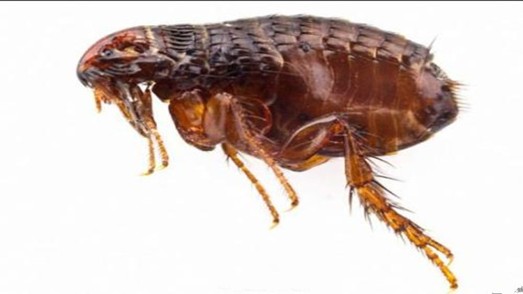 5招手把手教你如何防治跳蚤