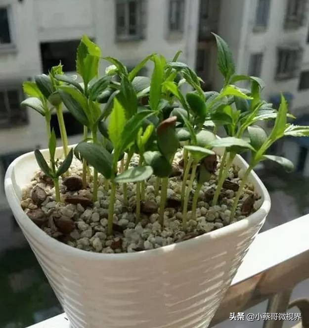 吃完的水果种子不要丢,吃完水果果核别扔